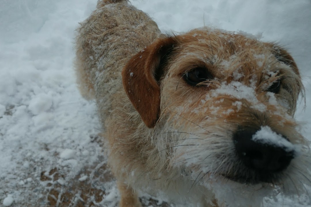 Poppy Cotton (my dog) with snow on her nose.